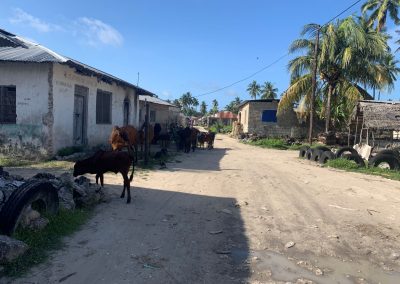 die Kühe wohnen mitten im Dorf Bwejuu