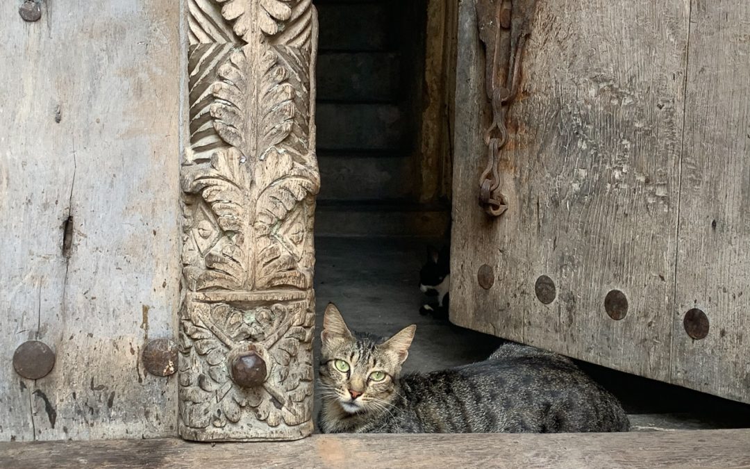 Katze an Tür